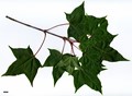SpeciesSub: subsp. sinicum SpeciesSub: subsp. sinicum
